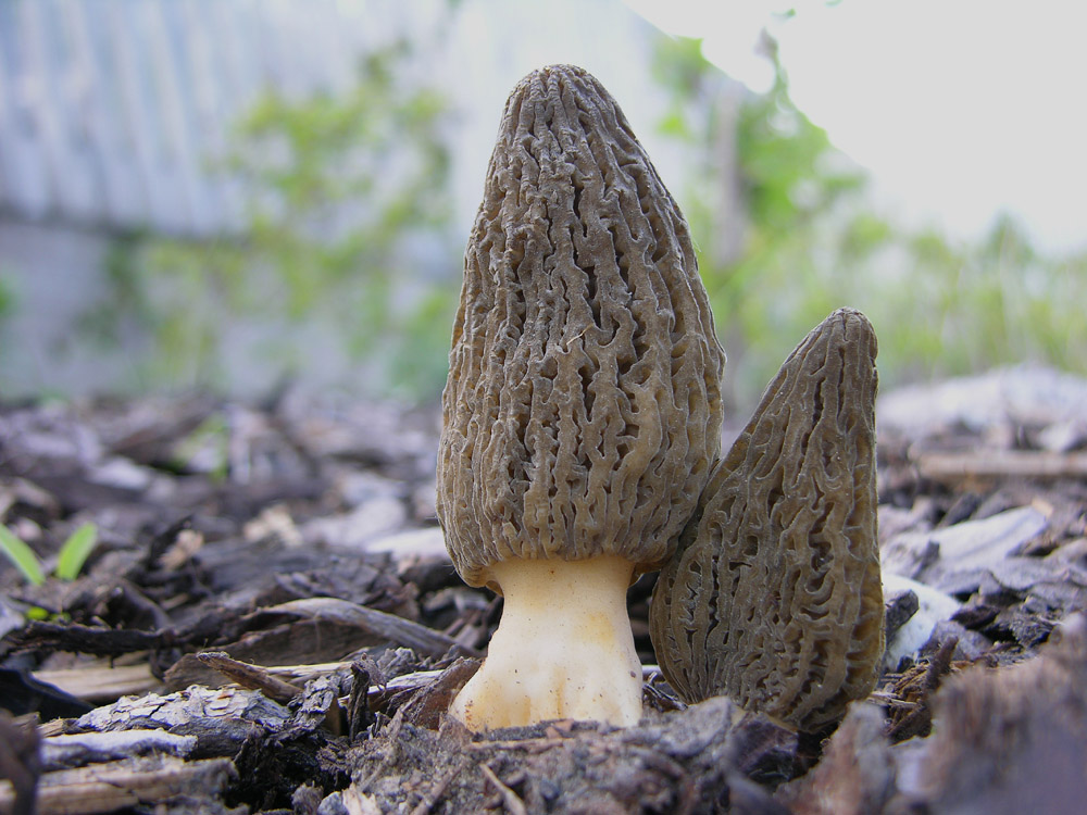 Morchella conica var.costata.